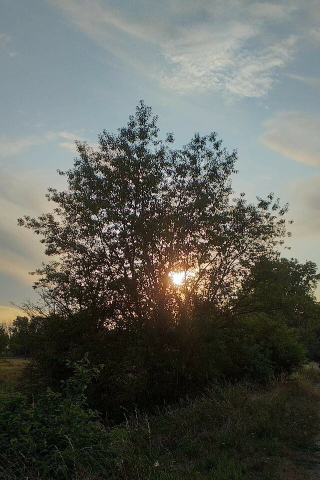 _3141576516158243.jpeg - banalna