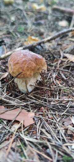 IMG_20210911_130737.jpg