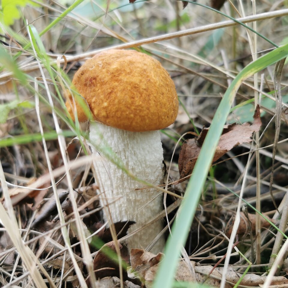 IMG_20220903_103554.jpg - Zi0001