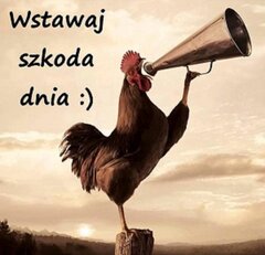 wstawaj_szkoda_dnia_3878.jpg