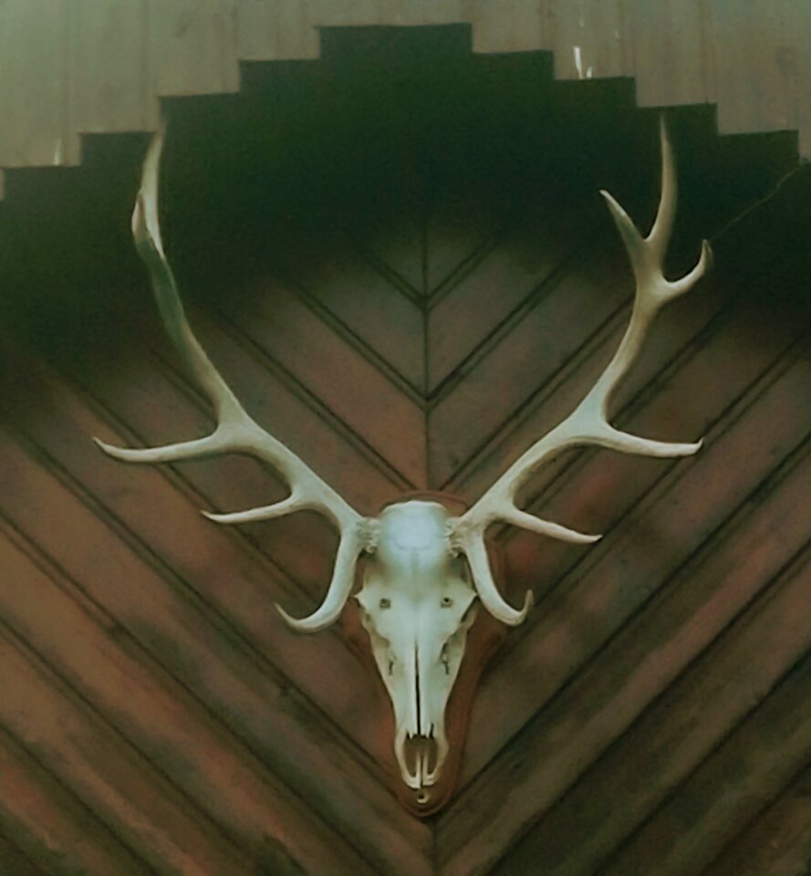 IMG_20200612_211657~2.jpg - Waltorniarz