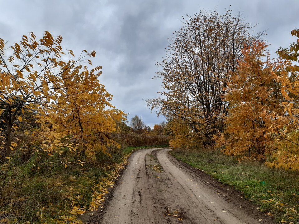 20211022_125414.jpg - torii99