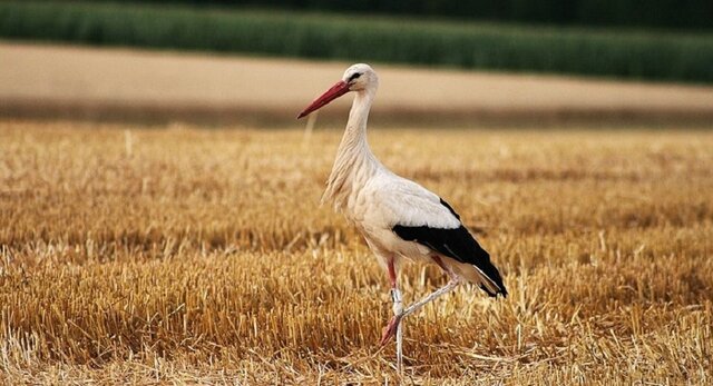 bocian.jpeg - Mario2772