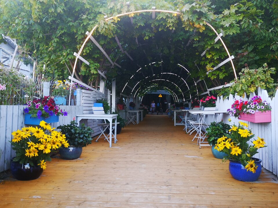 W drodze na plażę mijam ... tereny kwiatowe ;) - Tomasz39lat