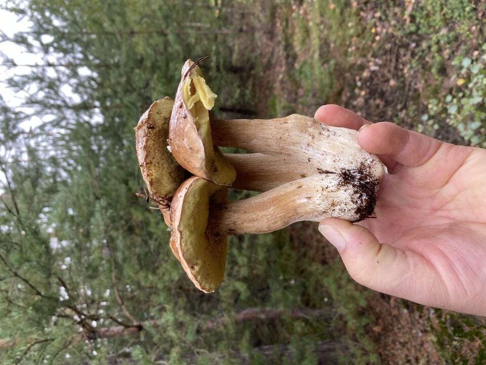 image.jpg - osrtowianin1967