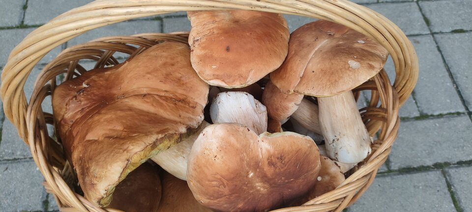 IMG20220906184531.jpg - CzornyDuzy