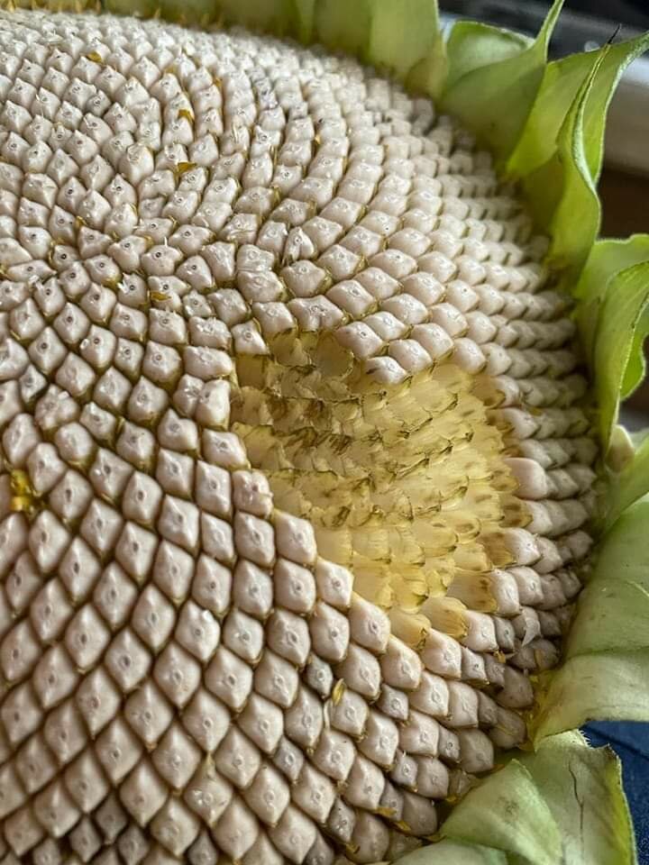 FB_IMG_1662658510730.jpg - Elliza