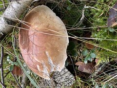 23093C3C-2601-4E2C-9E10-B18143665515.jpeg