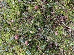 A2DFD7FE-5753-4ED3-9B38-5185E891A3B1.jpeg