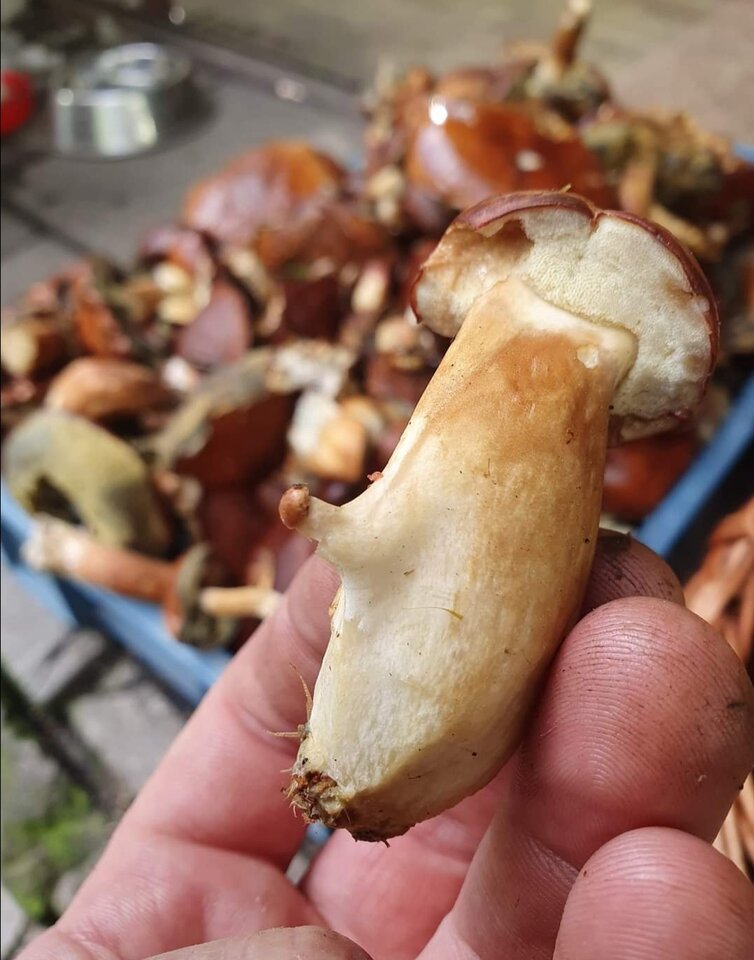 Sezon grzybowy uważam za otwarty - Ivona111