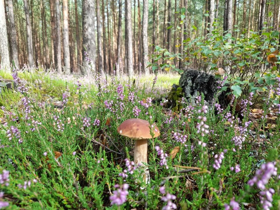 Resized_20220918_112139.jpeg - torii99