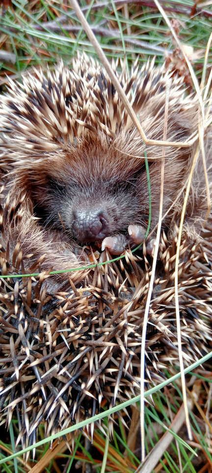 IMG20220920123541.jpg - WielebnyiZakonnica