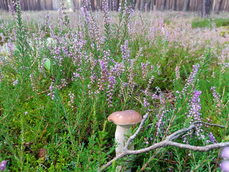 20220915_165722.jpg - torii99