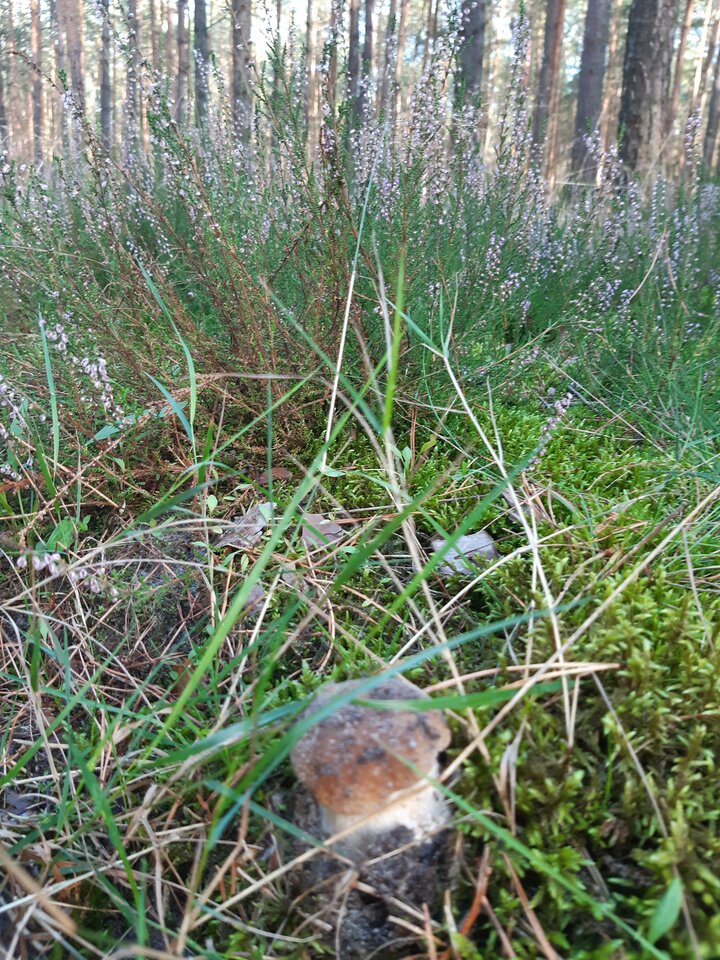 20220915_170833.jpg - torii99