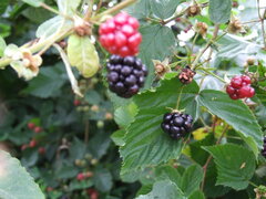 DSCF3257.JPG