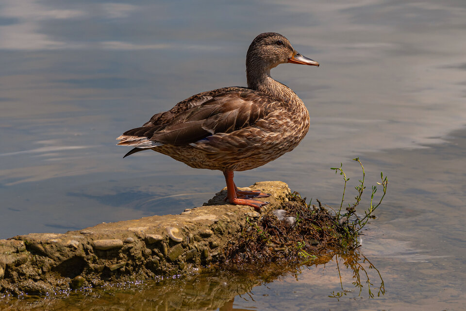 No cóż... - mystic