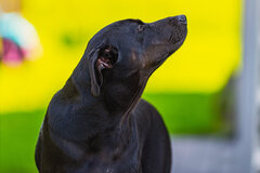 Foch - pierwiastek kobiecy w mężczyźnie.