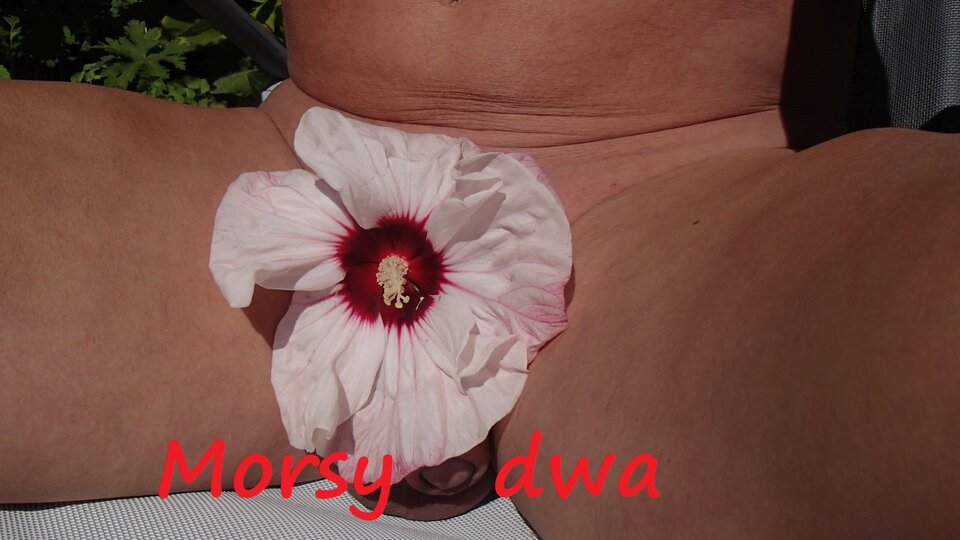 Dzień szósty I. Z kwiatkiem. - Morsy_dwa