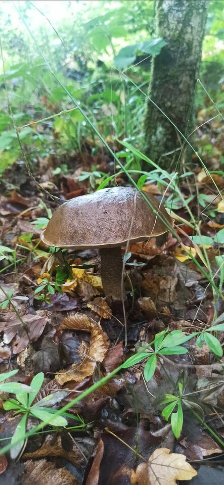 FB_IMG_1662896186291.jpg - kawasaki38