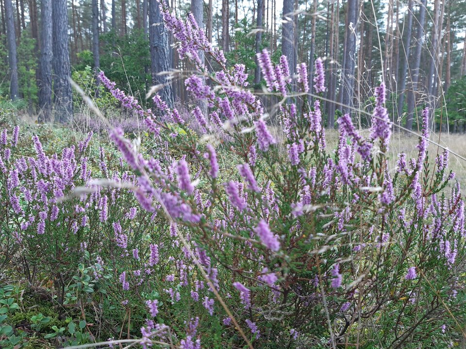20200910_130323.jpg - torii99