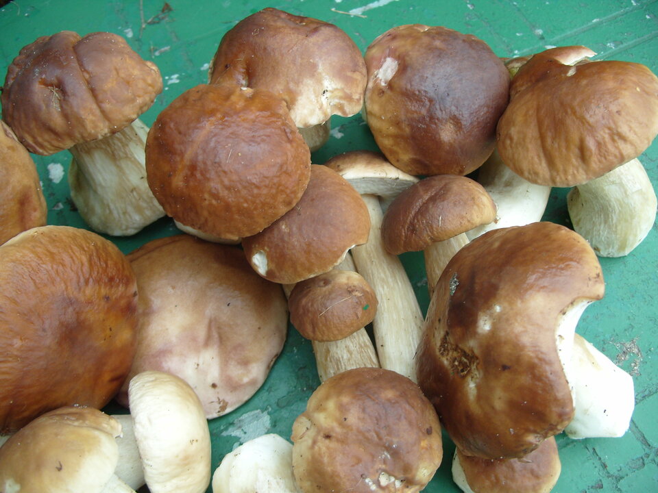 S1057007.JPG - ziikos