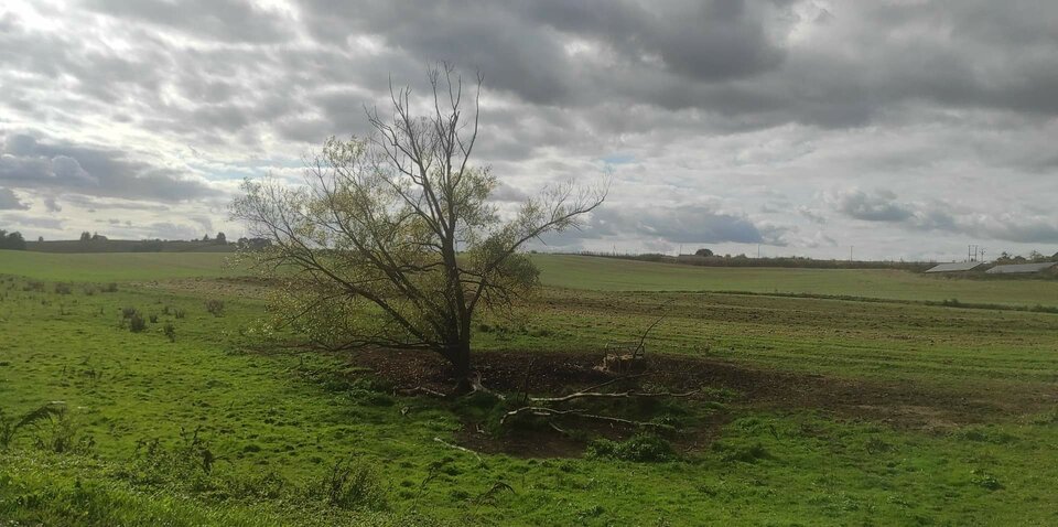 received_5787279931379899.jpeg - Roderich30