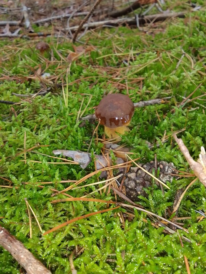 IMG_20221002_112445.jpg - Gruby1815