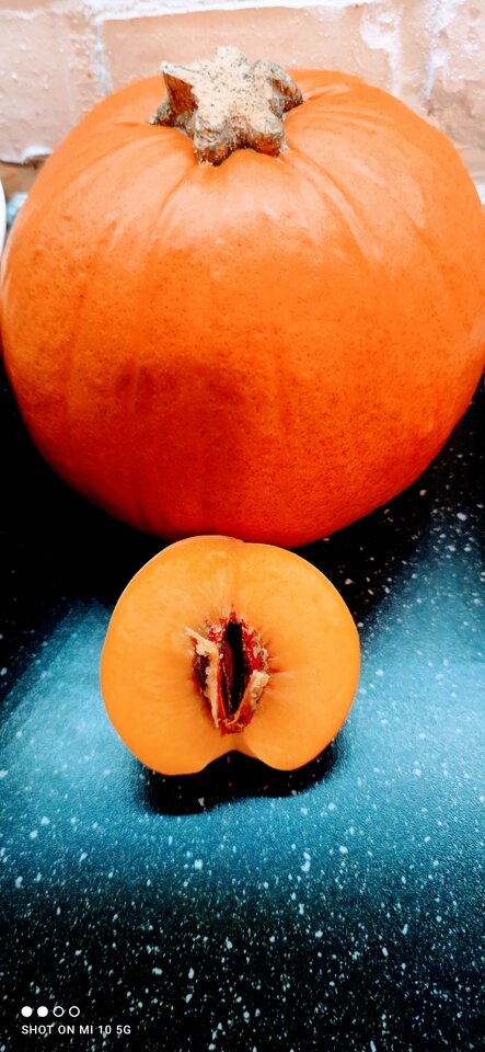 IMG_20221003_203328.jpg - wet_pussy_rider