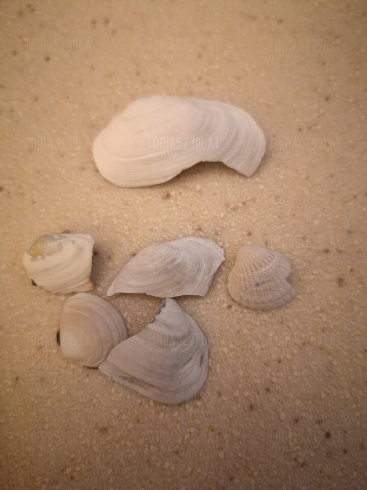 Komu muszelkę ... 😉 - Tomasz39lat