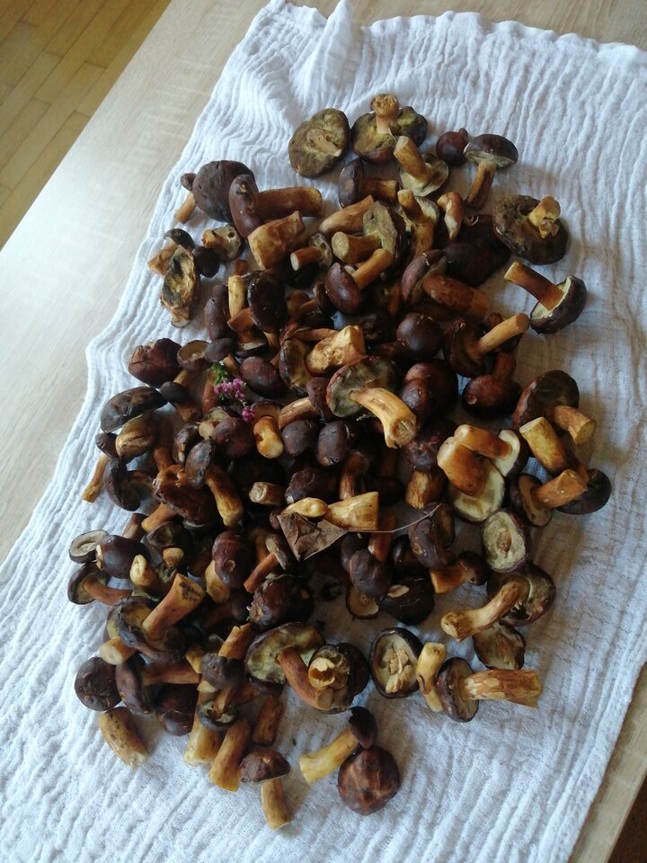 IMG_20221004_160927.jpg - Frelka_ze_wsi