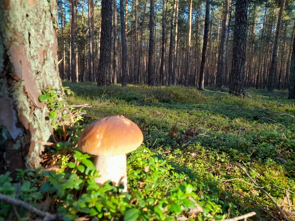 Resized_20221004_165012.jpeg - torii99