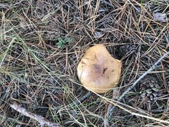 Zapraszam na grzyby i nie tylko