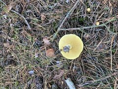 Zapraszam na grzyby i nie tylko