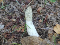 IMG_20221009_090347.jpg