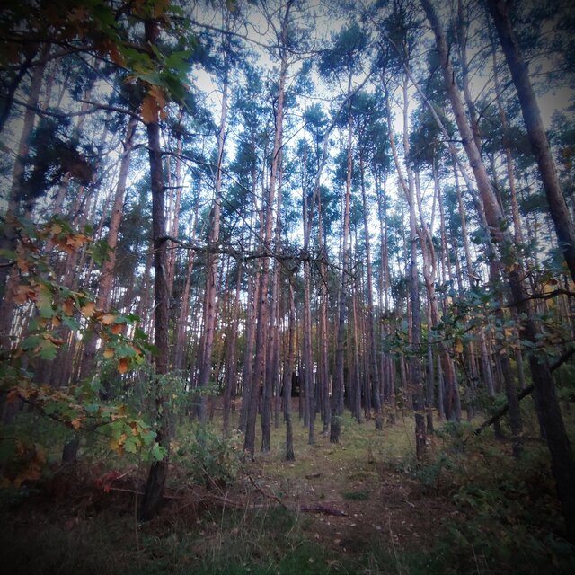 Robin_Hood_