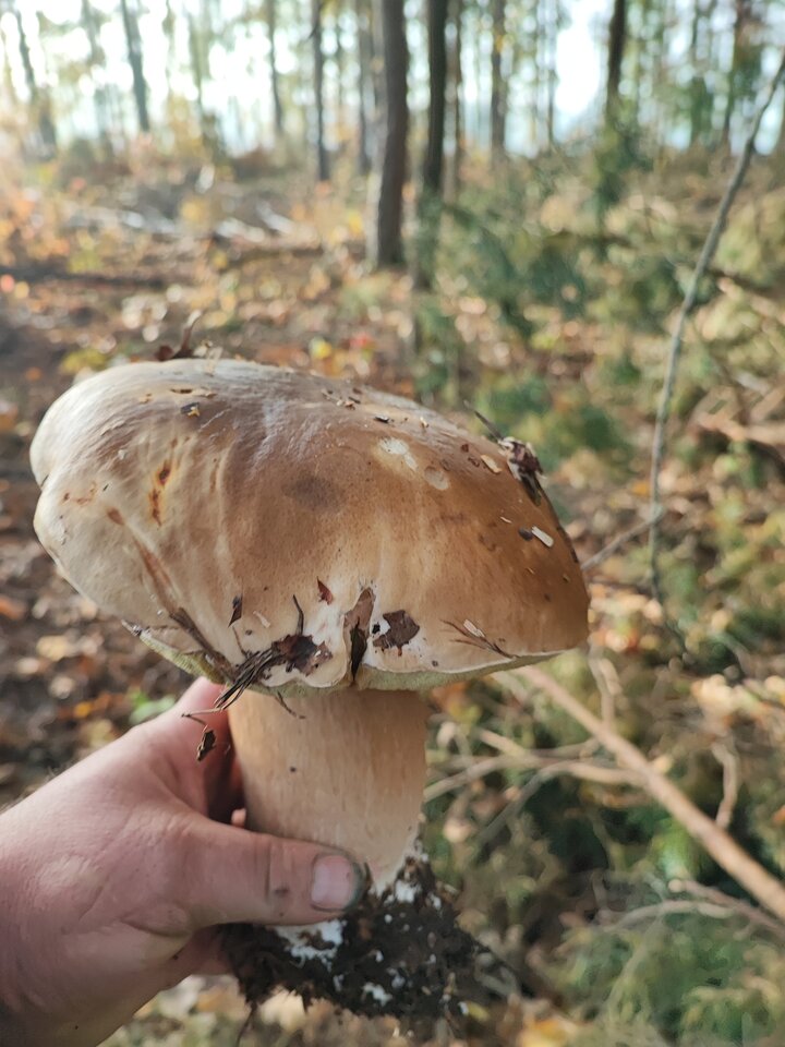 IMG_20221012_085628.jpg - AsiaDaroo