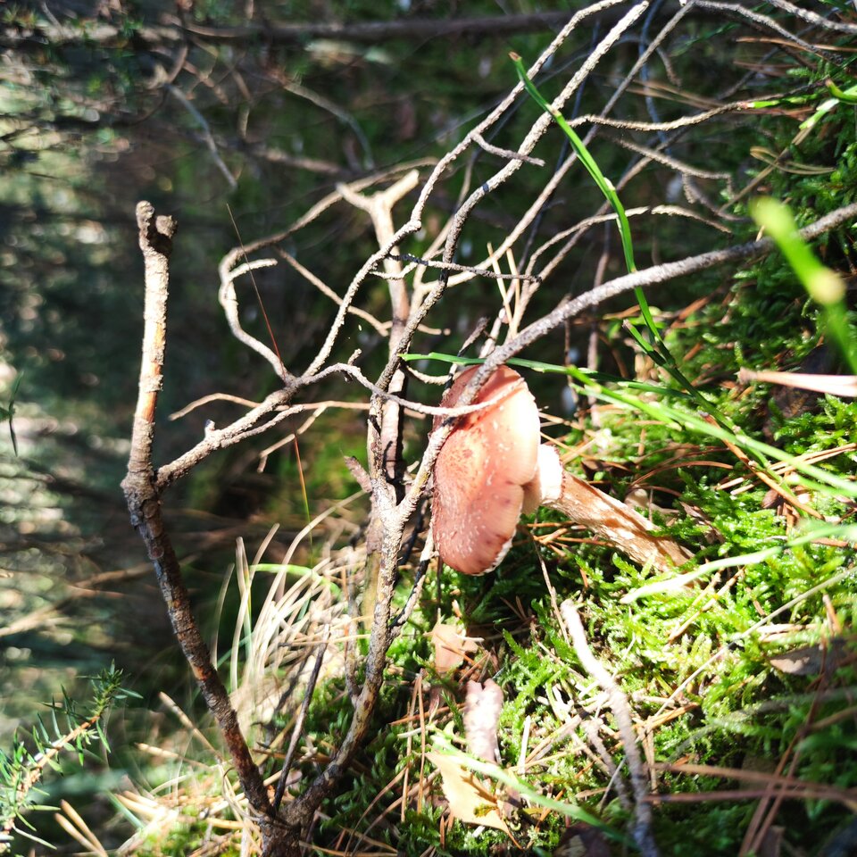 O grzybek.. Jeść.. Czy nie jeść. ;))  - Agrestowe_Pole
