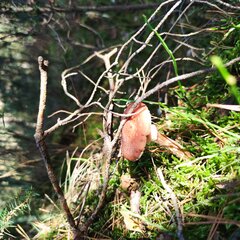 O grzybek.. Jeść.. Czy nie jeść. ;)) 