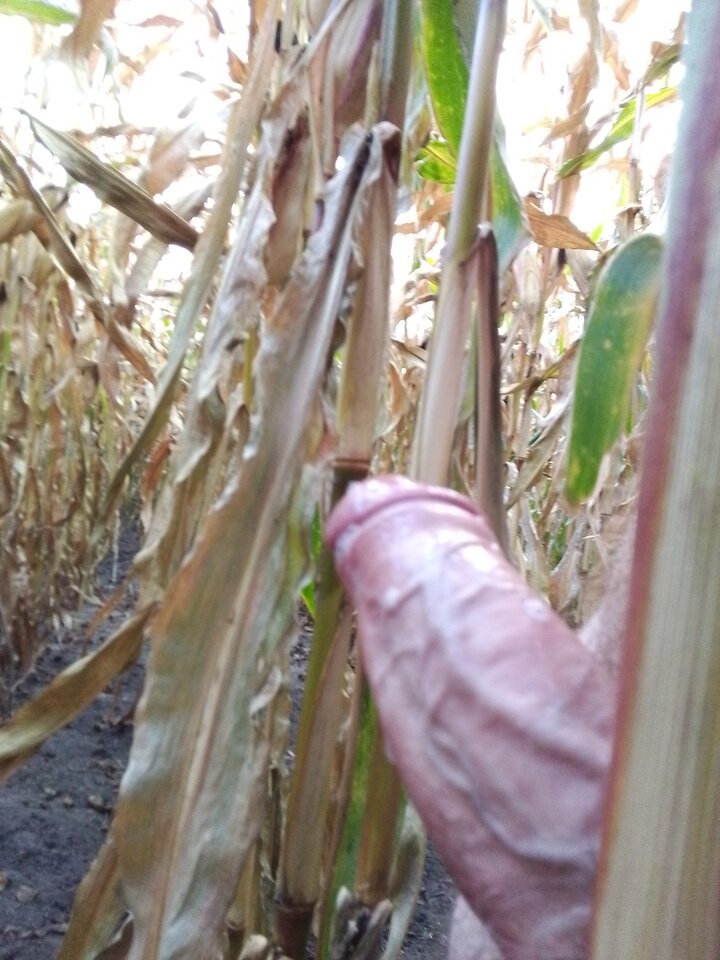 IMG_20221014_164529_0.jpg - Adiiz