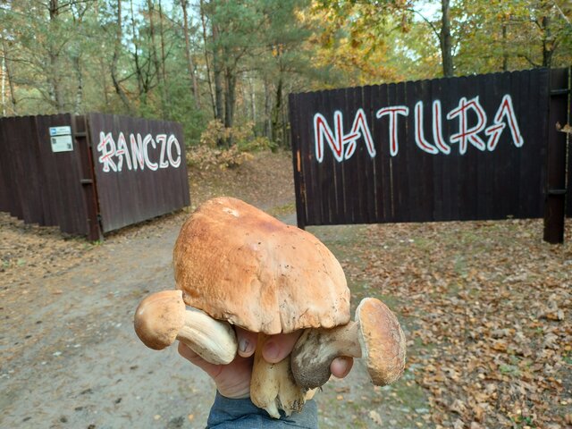 CarolinaSpice