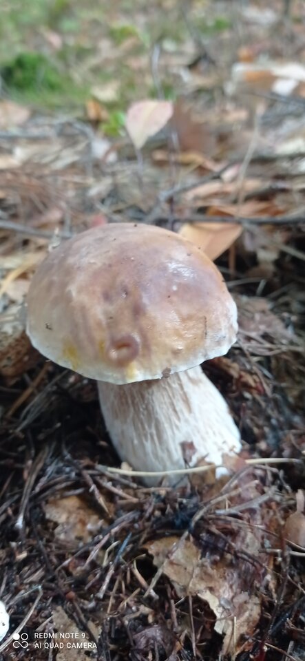 IMG_20221011_132815.jpg - Riki83