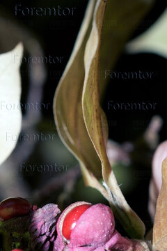 Cud Natury - Kolej Rzeczy.jpg