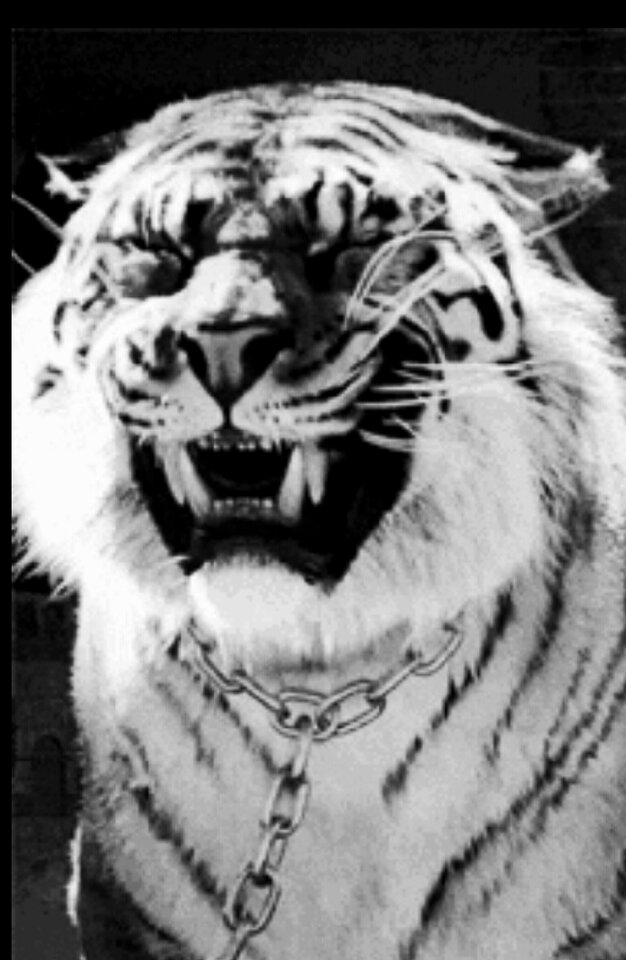 tygrys.jpg - KrzysNaOstro