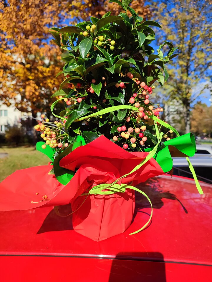 IMG_20221020_125906.jpg - brunetkakr