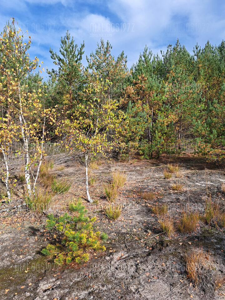 piekny lasek - malgos1972