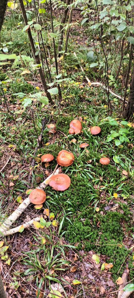 IMG-20220918-WA0003.jpg - razem76