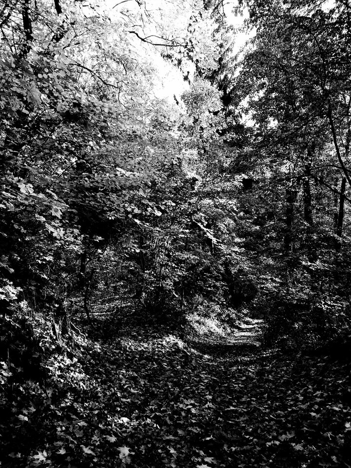 FB_IMG_1666595299884.jpg - dino8