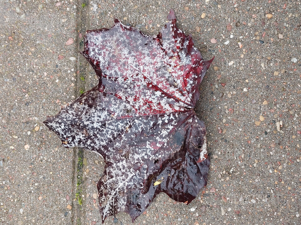 Szron  na liściu;) - Tomasz39lat