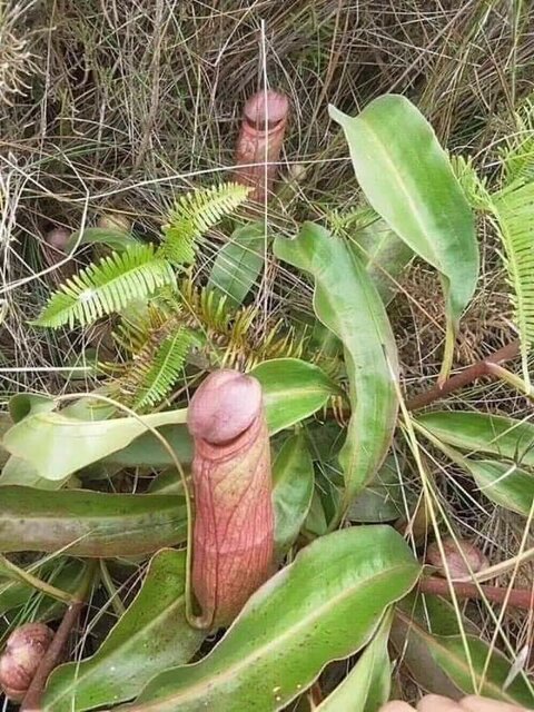 Nepenthes.jpg - NiezbytRozgarniety