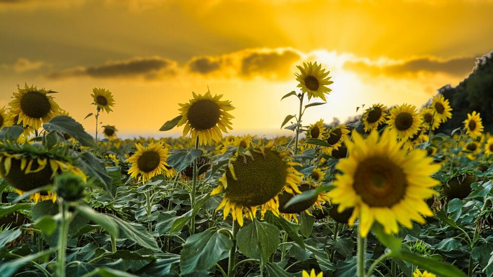 228607487_555160505621734_2904824778235084671_n.jpg - Szpak842